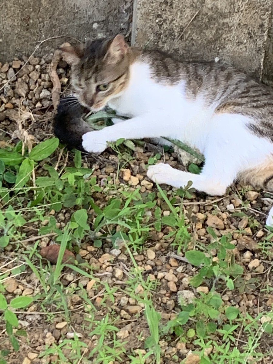 Na 8 maanden deden de katten eindelijk een keer iets nuttigs. Na heel veel dooie kikkerlijkjes (ieuww!) en gehalveerde hagedisjes op het terras (ook ieuww) en 1 keer een vogeltje (zielig!) was het nu eindelijk een rat. Nummer 1 ving de prooi, nummer 2 vrat ‘m op #samenwerking