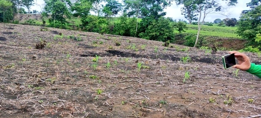 #Manabí | Técnicos de Agro Protege, realizan inspecciones de siniestros en cultivos de maíz amarillo duro, en la comunidad Casas Viejas del cantón #Bolívar, se verifica el nivel de afección de lotes asegurados para gestionar la indemnización y asegurar la inversión del agricultor