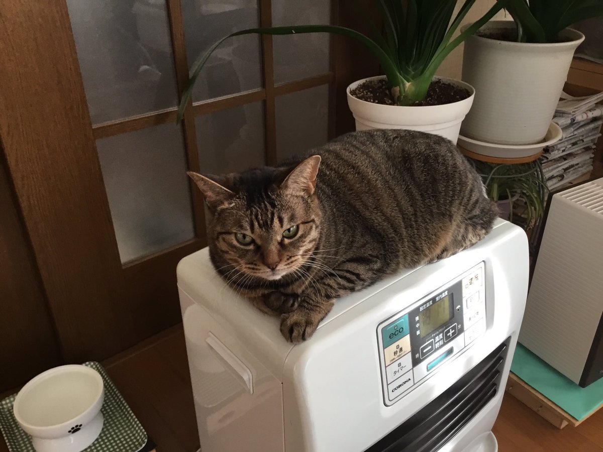 今日のにゃんこ #猫のいる暮らし