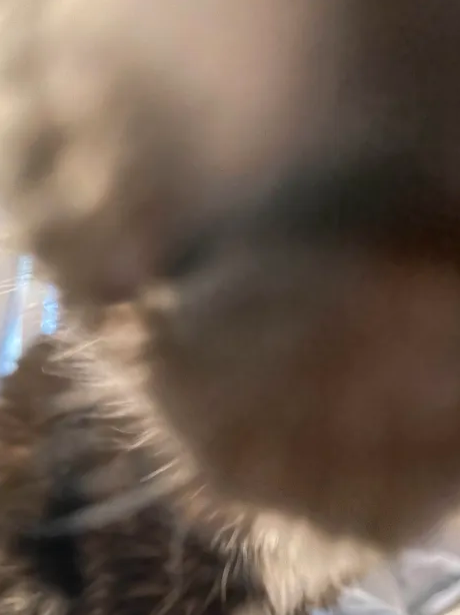 Runner724_irl's tweet photo. @SaeKaneko My finest blurry cat picture https://t.co/w1eIu8uFm3