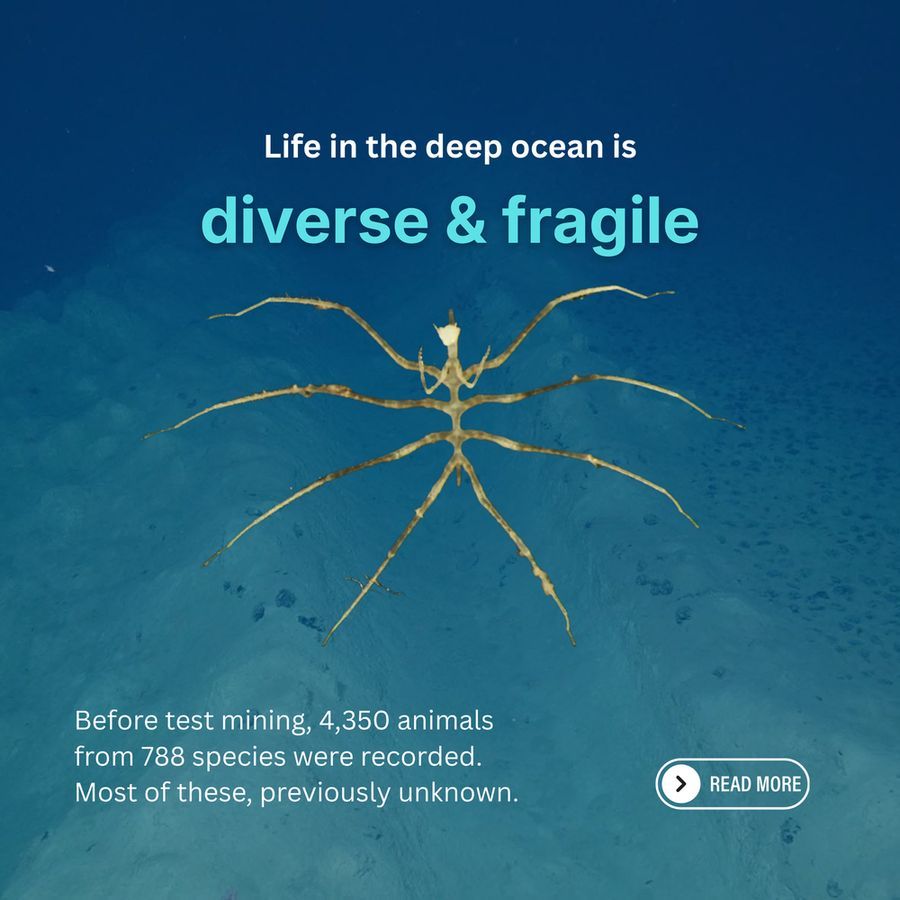 Deep Sea Mining Campaign tweet media