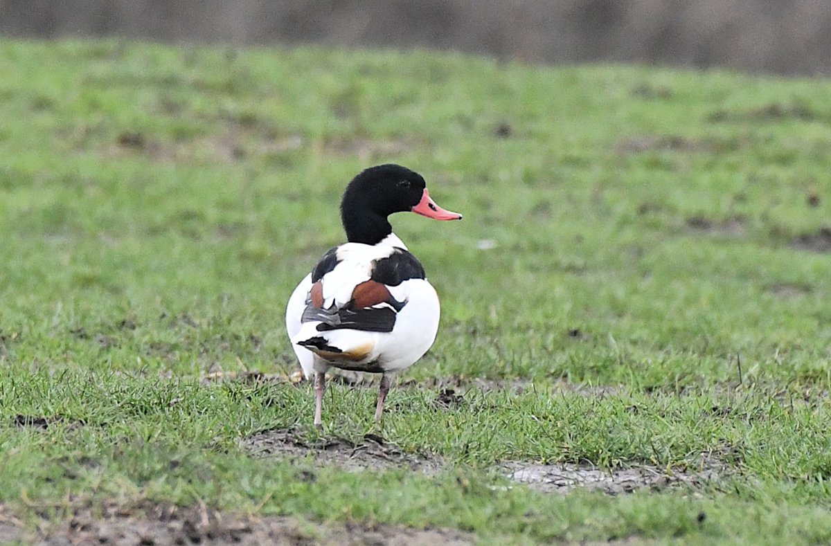 Paul Frost @frostybirding.bsky.social tweet media