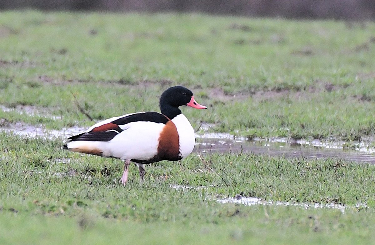 Paul Frost @frostybirding.bsky.social tweet media