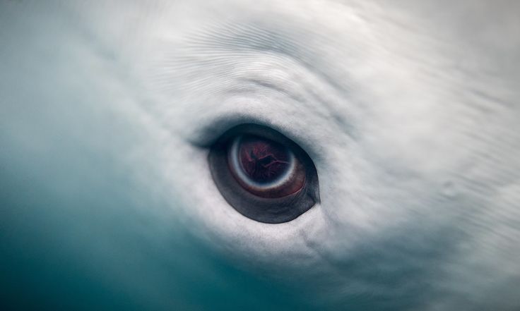 The eye of the Beluga whale
Eric Kilby