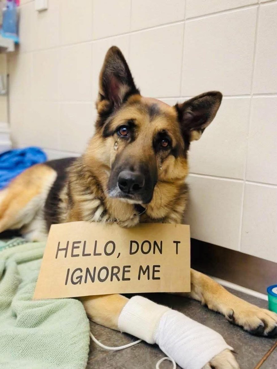 GERMAN SHEPHERD tweet media