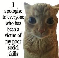 TweetsOfCats's tweet image. 