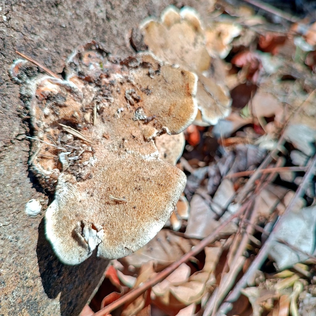 Mushrooms are interesting living things #MushroomMonday