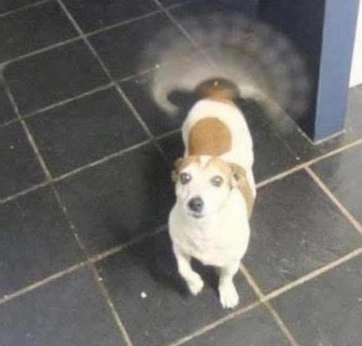 -Ella: Nadie te quiere.

-Mi Perrocóptero cuando llego a casa (Se llama Lino'o)