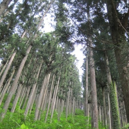 この暑さでばあちゃんが腐っちまうって時に

さわさわ揺れる針葉樹は
ひそやかに内緒話かよ