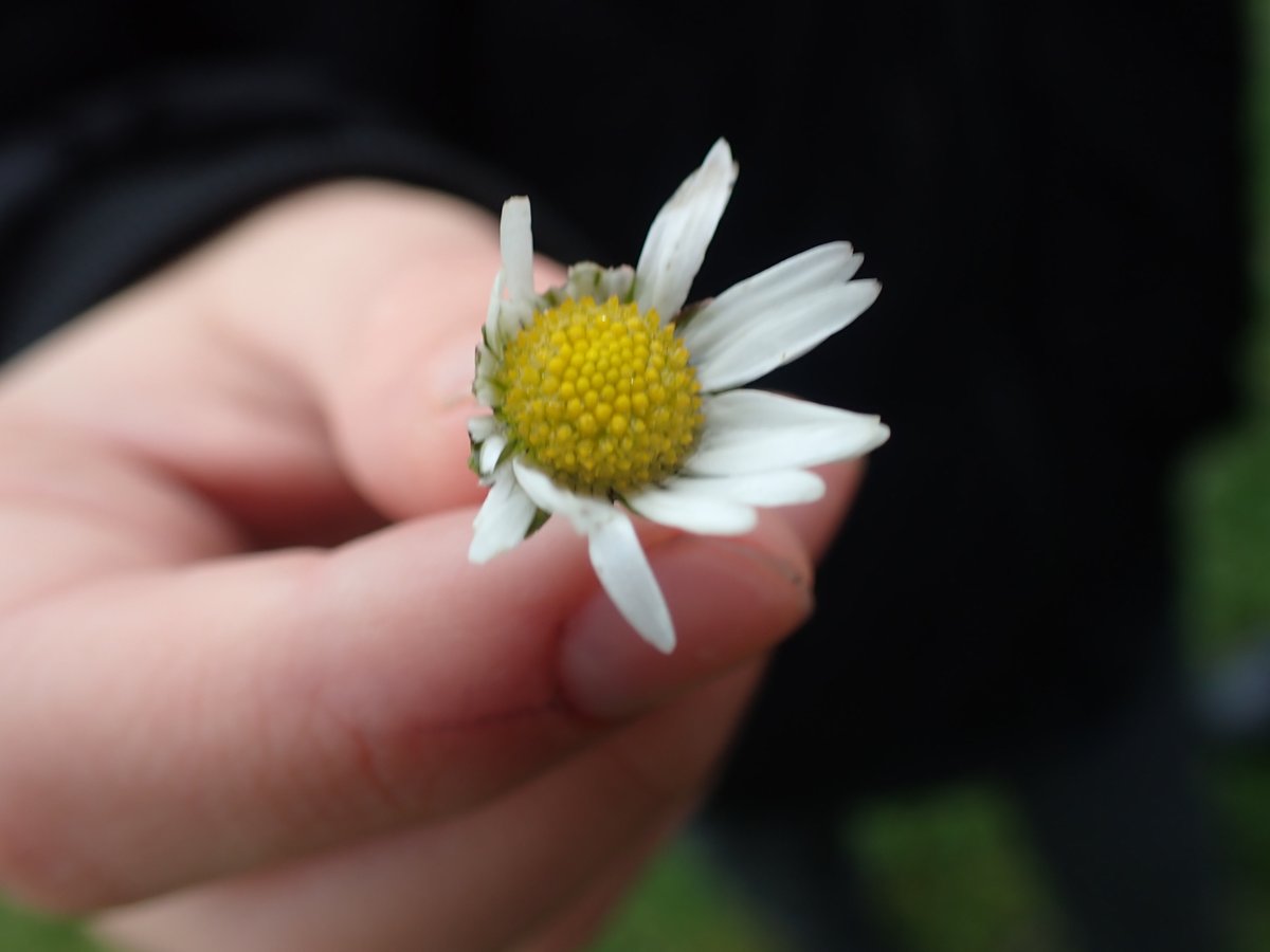 BHAPottingSheds's tweet photo. Students at our weekly #Enrichmentafternoon exploring our school grounds: #noticingnature & recording biodiversity on our piece of the #EducationNaturePark. Finding fantastic fungi, delicate daisies, stinking iris & performing a worm dance on the sodden field.
💚🌦️☔️🍄🌼🪱#Thrive https://t.co/JUQwlBty2x