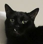 AnnieAlpaca's tweet photo. Hi all, please share...my baby Otis Fuzz left us 2 weeks ago. He was diagnosed with cancer in Oct. &amp; had emerg surgery &amp; part of his intestines removed.  We knew his time was limited &amp; were happy he made it through Xmas.😭 @cat01cat01cat01 @LordGraydon @3coolkatz @crosseyedollie https://t.co/dSMMVJj510