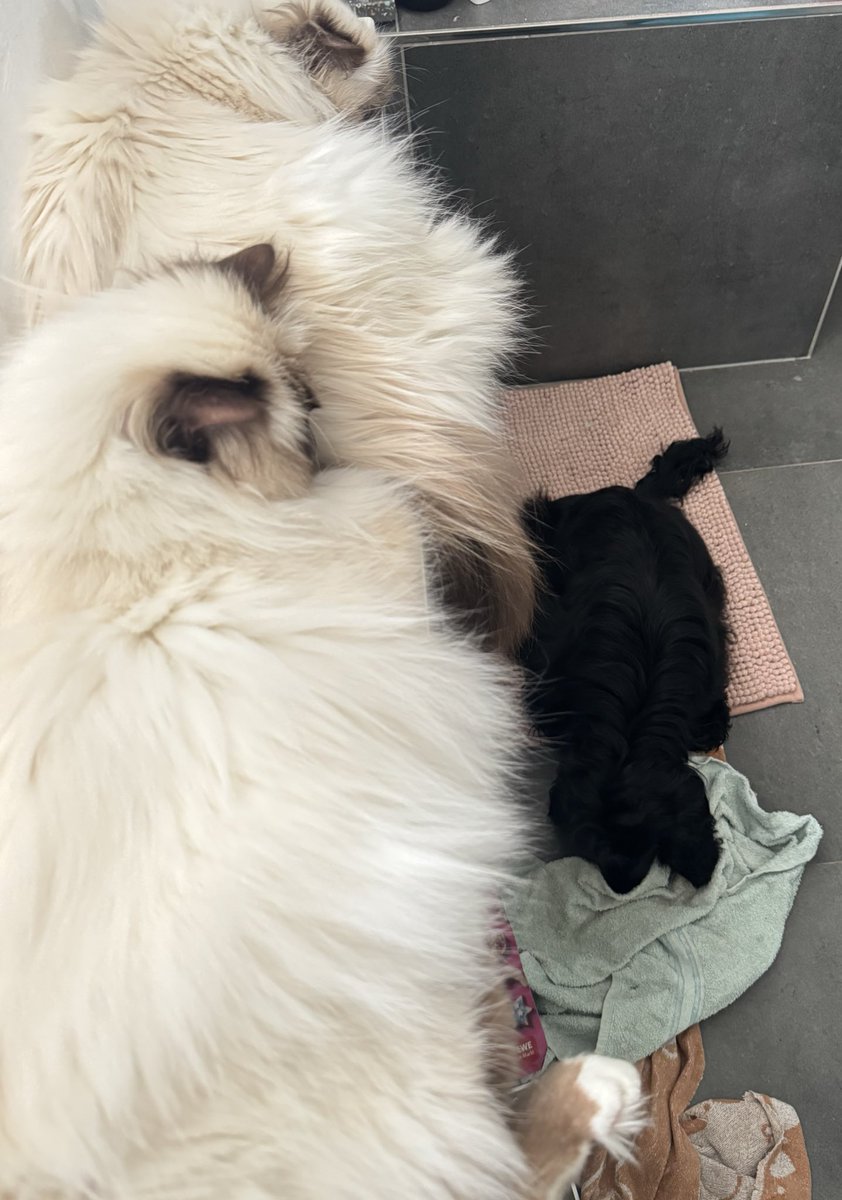 Samater "Sam" Liban; tweet media