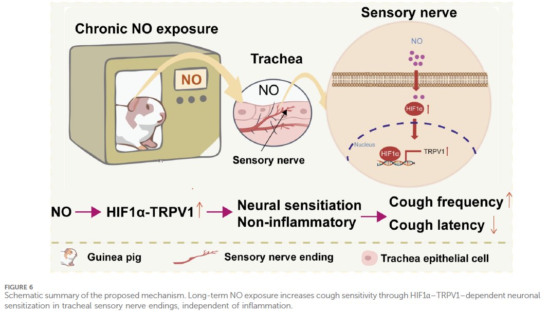 novaleski's tweet photo. Chronic nitric oxide #NO exposure sensitizes #cough reflexes via HIF-1α–#TRPV1 signaling without inflammation.
Findings challenge the idea that #cough #hypersensitivity always starts with #airway damage.
Zhao et al., 2026 @FrontiersIn #OpenAccess
⬇️
🔗https://t.co/Jn2zn3kQ5x https://t.co/sM0VCZjowZ