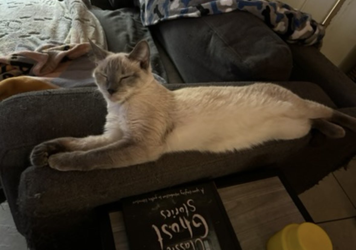 b r i t t 🩷 tweet media