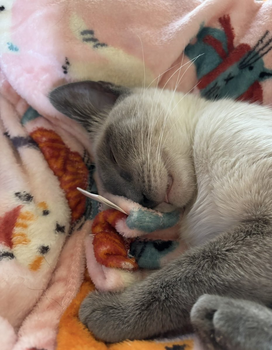 b r i t t 🩷 tweet media