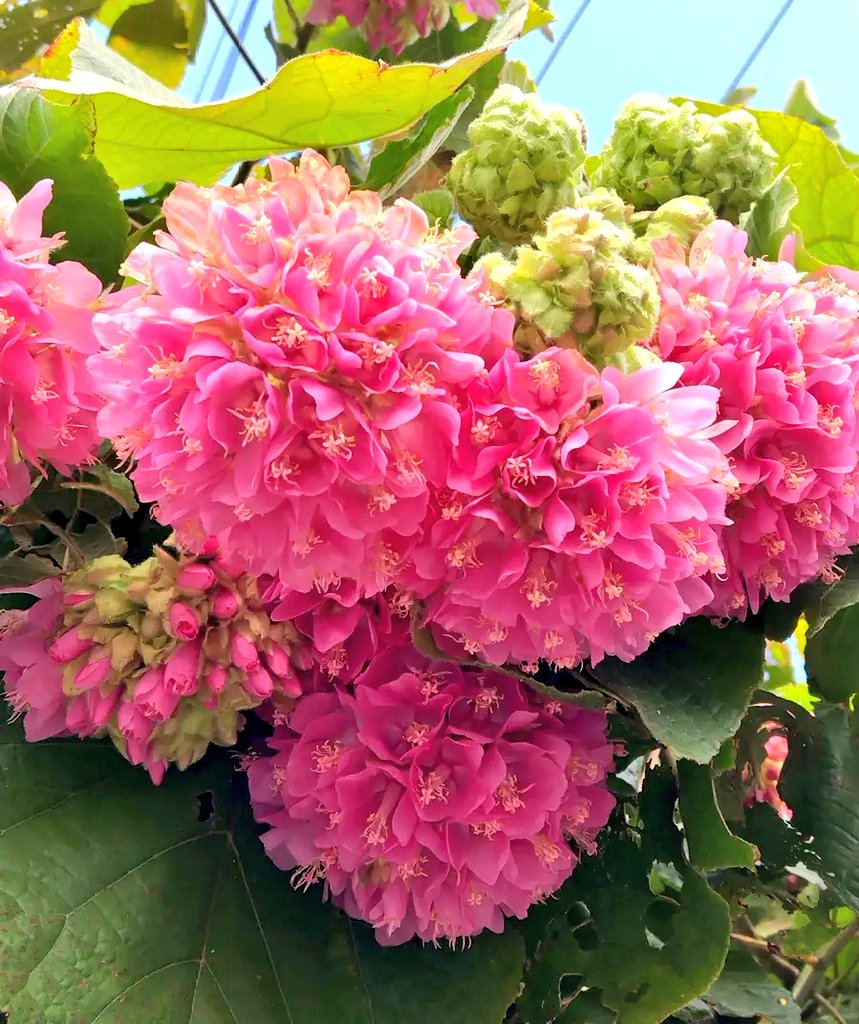 のんちゃんにﾎﾟﾁｯ❤️