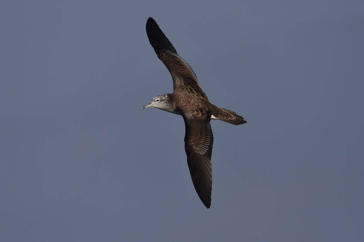 OmanBirding's tweet photo. Oman is on fire right now! The 4th Streaked Shearwater was seen on a Mirbat Pelagic today (9th Feb) by Jonathan Jance, Kees &amp; Mark de Vries. Photos copyright the above named.
#Oman #birding #osme #mega https://t.co/Nv6hU5cXbX