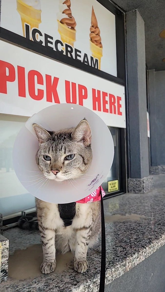 International Cat House, LLC tweet media