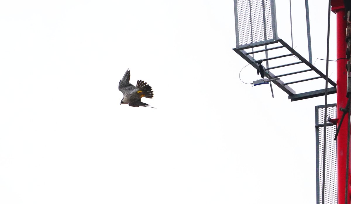 MTurnstall tweet media