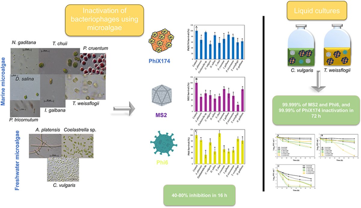 New paper accepted at Journal of Environmental Management

Take a look at:

Screening of antiviral activity in freshwater and marine microalgae: Inactivation capacity over enveloped and non-enveloped viruses

…-microalgaeresearchgroup.blogspot.com/2026/02/blog-p…