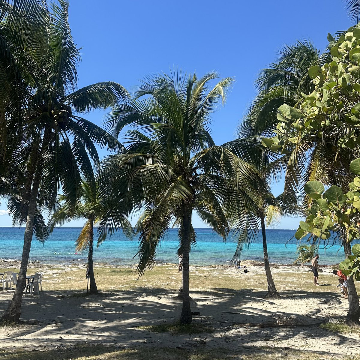 La semana se siente diferente cuando empieza frente al mar de Cozumel 🏝️☀️

#Cozumel #Winjet