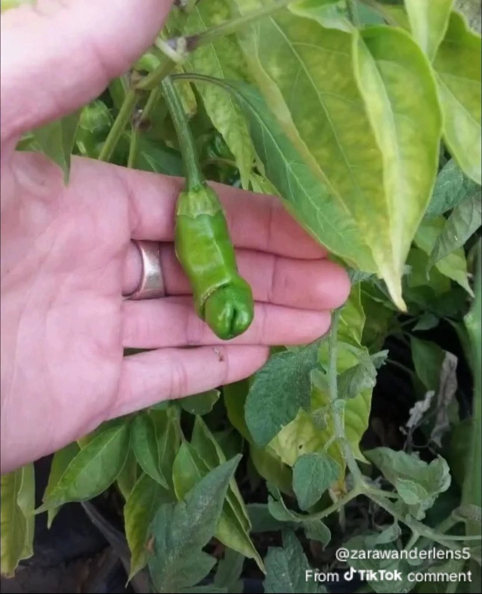 ꧁ᬊᬁYeo👑🪽 The King Of Angels tweet media