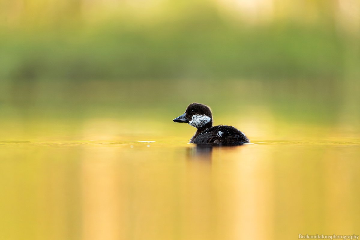 Josefine tweet media