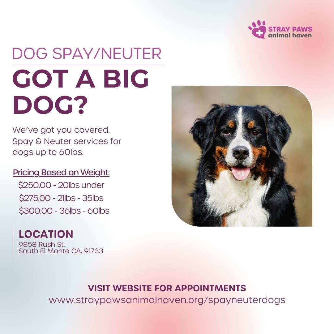 tnrstrong's tweet image. Got a BIG dog? We’ve got you covered. 🐾

🔗 Visit our website to book.
straypawsanimalhaven.org/spayneuterdogs

 #BigDogCare #BigDogsNeedLoveToo #LargeBreedDogs #SpayNeuterSavesLives #DogSpayNeuter #FixYourDog #HealthyDogsHappyHomes #StrayPawsAnimalHaven #SouthElMonteDogs