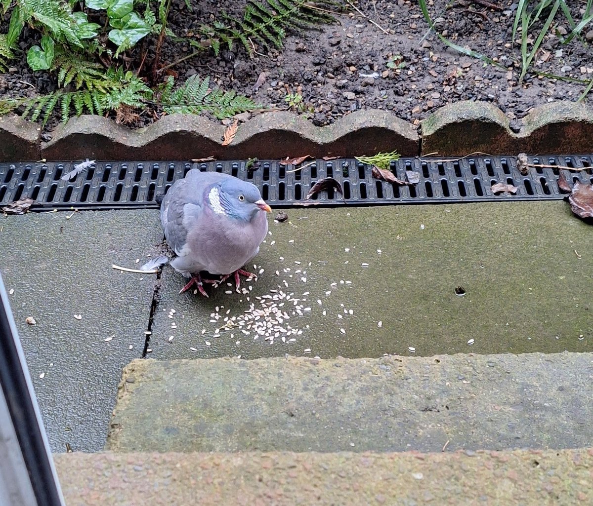 Evening all. A very damp February so far and CI Woodpigeon came calling at the back door looking for snacks 🤗  #RubbishBirdPics #SmallBeautiesHour #BecauseofClem #ThreadofGold