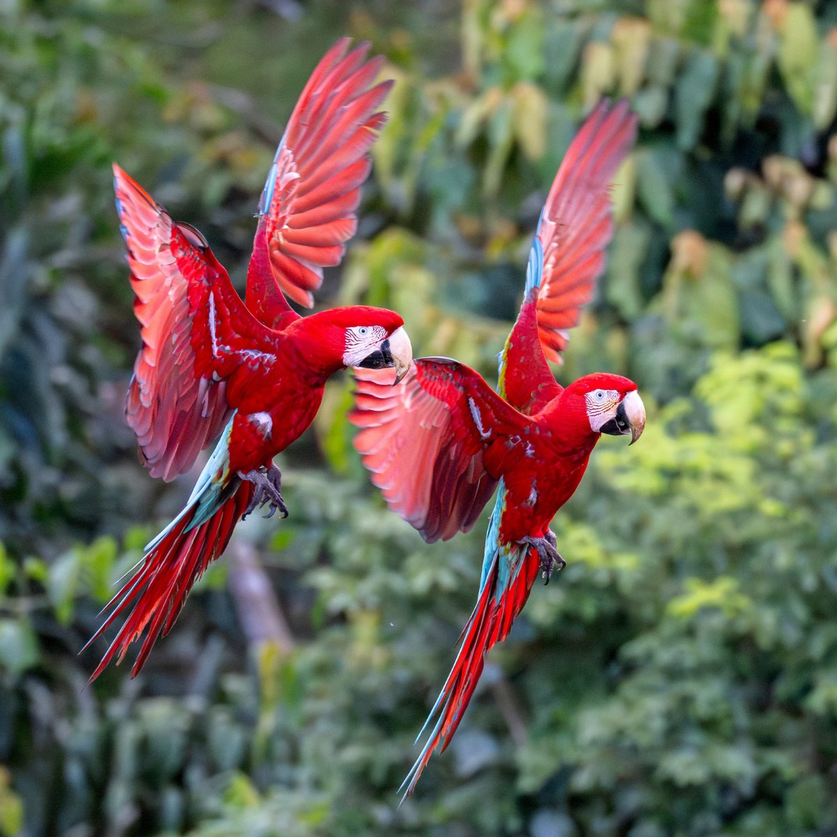 Rainforest Expeditions tweet media