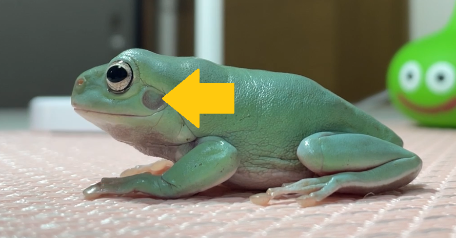 🇯🇵かえる 🇺🇸Frog 🇰🇷김치 (@kaeruZangyo) / Posts / X