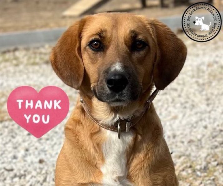 Are you following <a href="/DogDeskAction/">Dog Desk Animal Action</a> ?? 💕🐾
Please check them out. 👀 
⬇️ ⬇️⬇️
More information below 👇 
dogdeskanimalaction.com
They do amazing work looking after dogs in their care. 
Love #dogs then give them follow
Thank you 🙏 
#dogs #follow #k9hour #rehomehour #Puppies