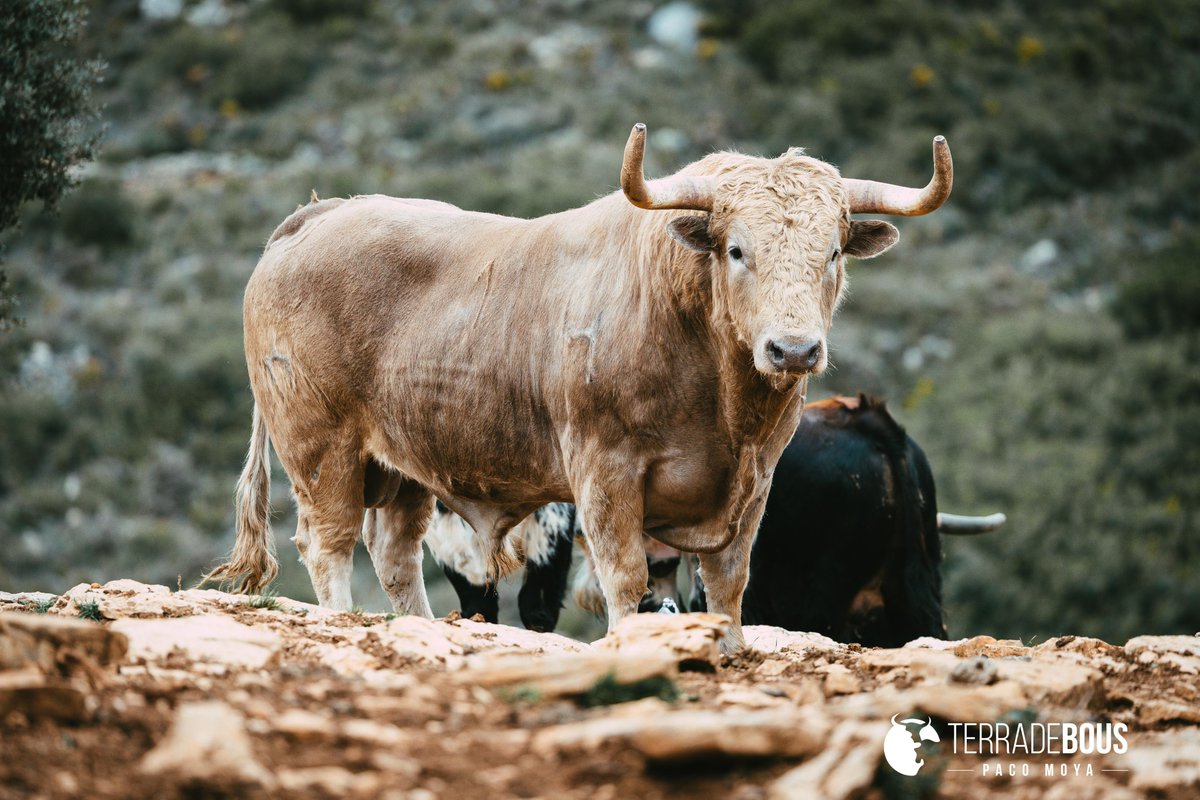 Hoy tenemos nueva publicación en Terra de Bous: los toros de La Carrasca para esta temporada 2026.

terradebous.com/2026/02/toros-…