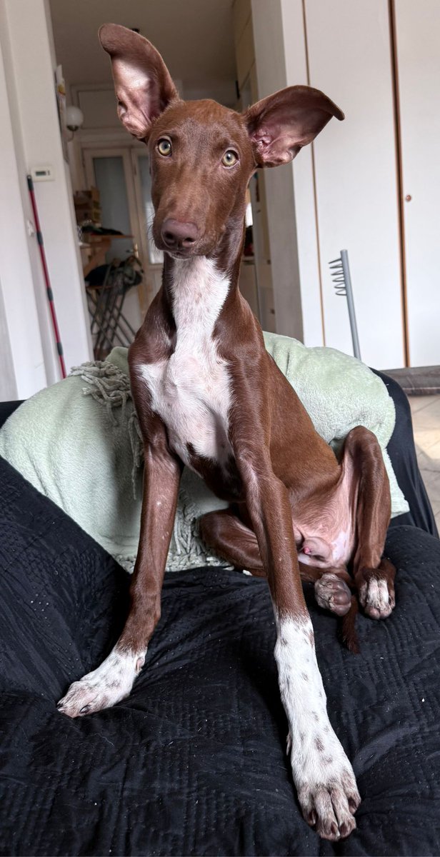 NOTIZIE DALLE ADOZIONI FELICI 

Saluti dal nostro SPARKY, super bello e super coccolato: ha legato subito la sua sorellona e si gode le comodità.