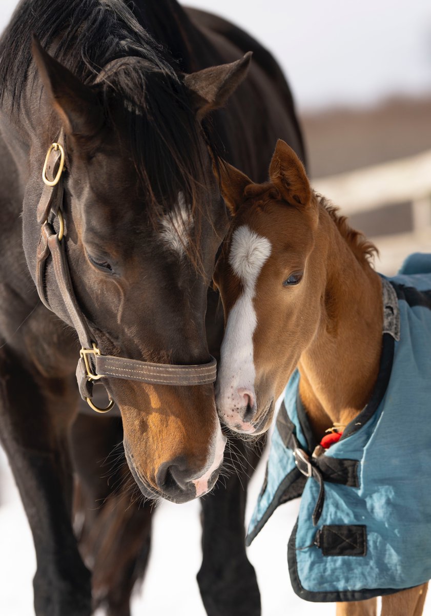 ああ！オルフェーヴル様🥹‼️✨