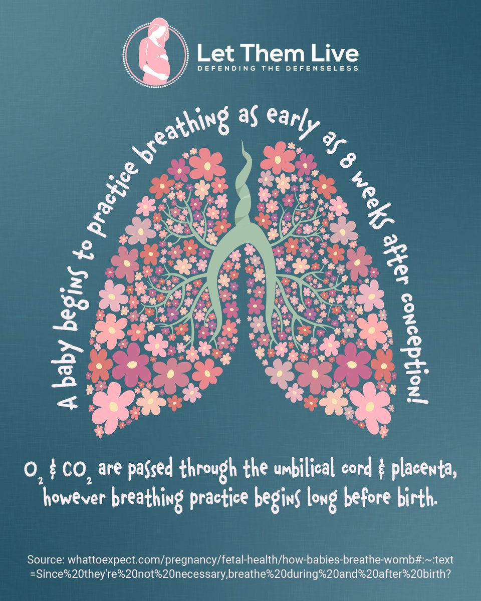 Did you know? A baby begins to take practice breaths as early as 8 weeks after conception. Muscle contractions bring amniotic fluid in and out of the lungs, which is thought to help strengthen the muscles involved in preparation for life outside of the womb. It may even support