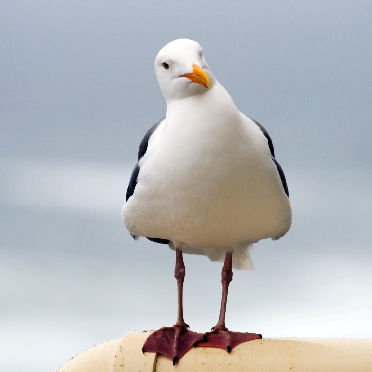 dailylukehughes's tweet photo. 🚨 | BREAKING:  

new Jersey devils defenseman luke hughes has reportedly been eaten by a seagull. https://t.co/LXTS3CsJUV