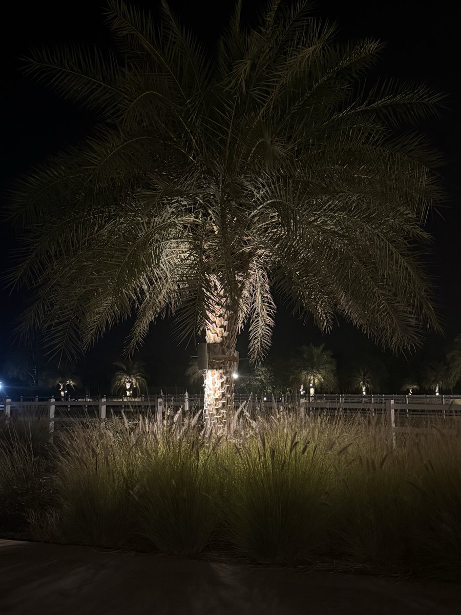لولا سموم القيظ .. ما جاد النخيل 🌴💚