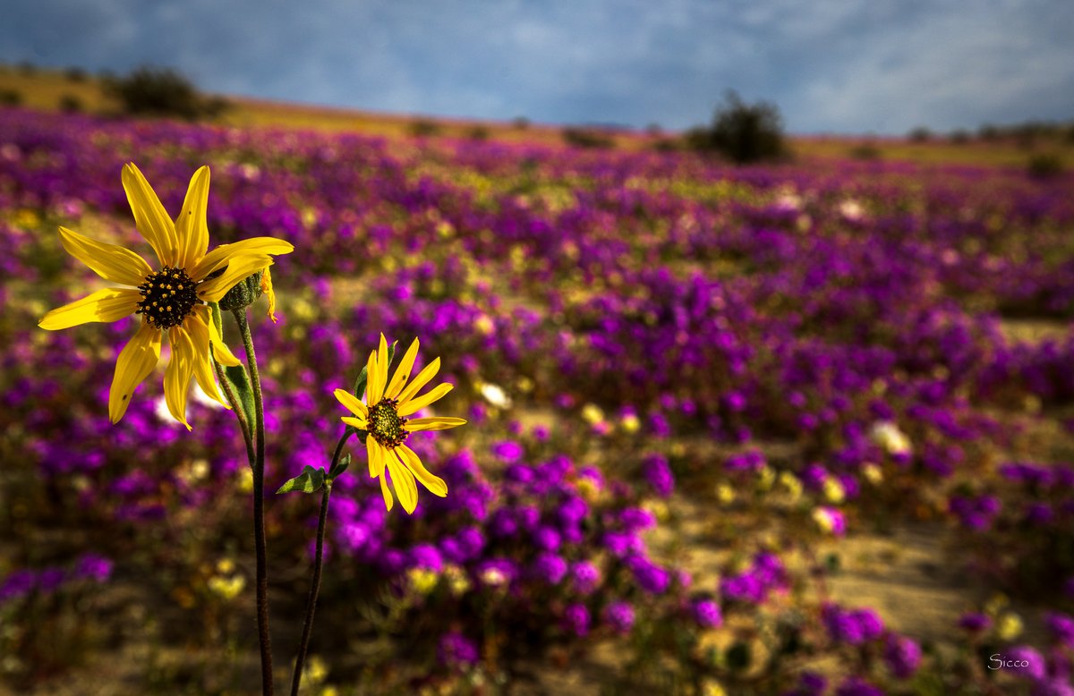 Flower fields have been spreading around Anza-Borrego. After 38 days without precipitation, these plants will welcome the rain which we will hopefully get next week (Photos: Sicco Rood).