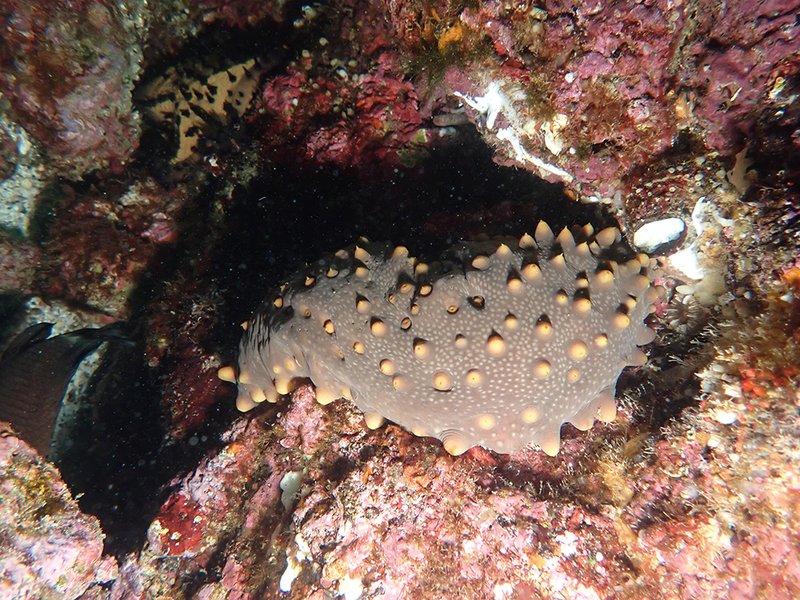 Revive & Restore tweet media