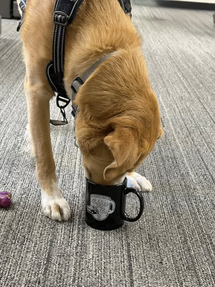 Bloomington Police tweet media