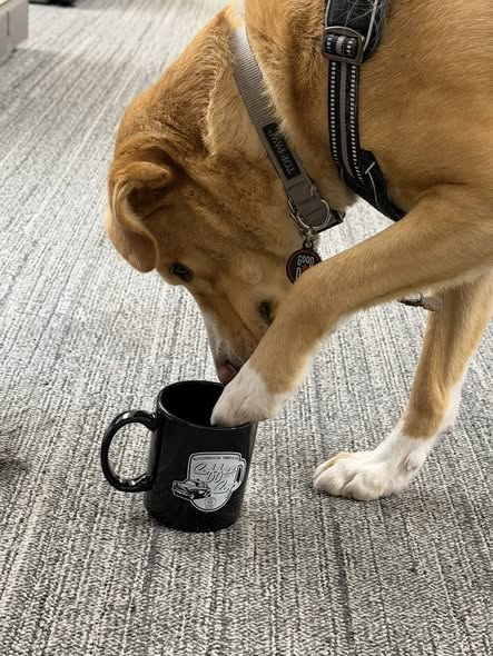 Bloomington Police tweet media