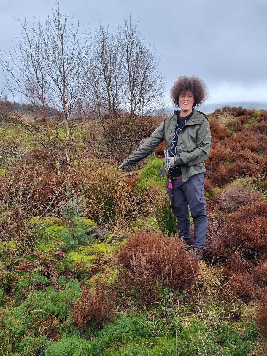 Restoring Hardknott Forest tweet media
