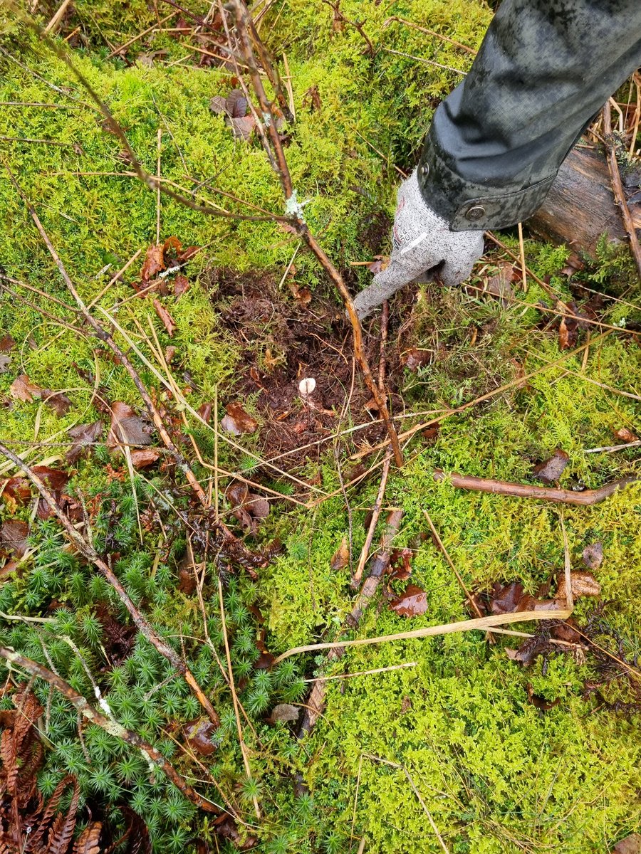 Restoring Hardknott Forest tweet media