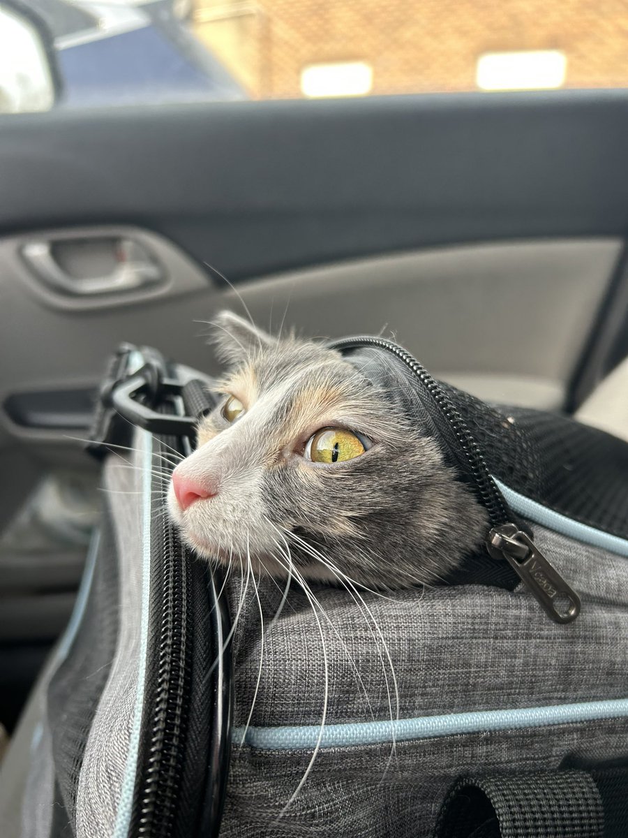 oreoeocat's tweet image. Monkey made some new friends during her monthly vet visit