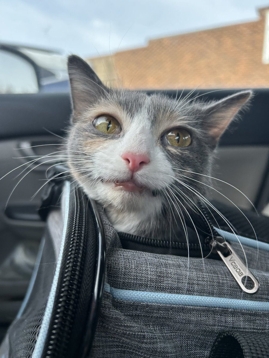 oreoeocat's tweet image. Monkey made some new friends during her monthly vet visit