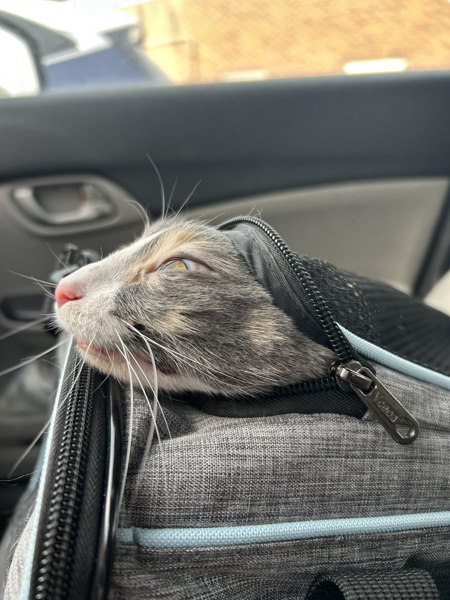 oreoeocat's tweet image. Monkey made some new friends during her monthly vet visit