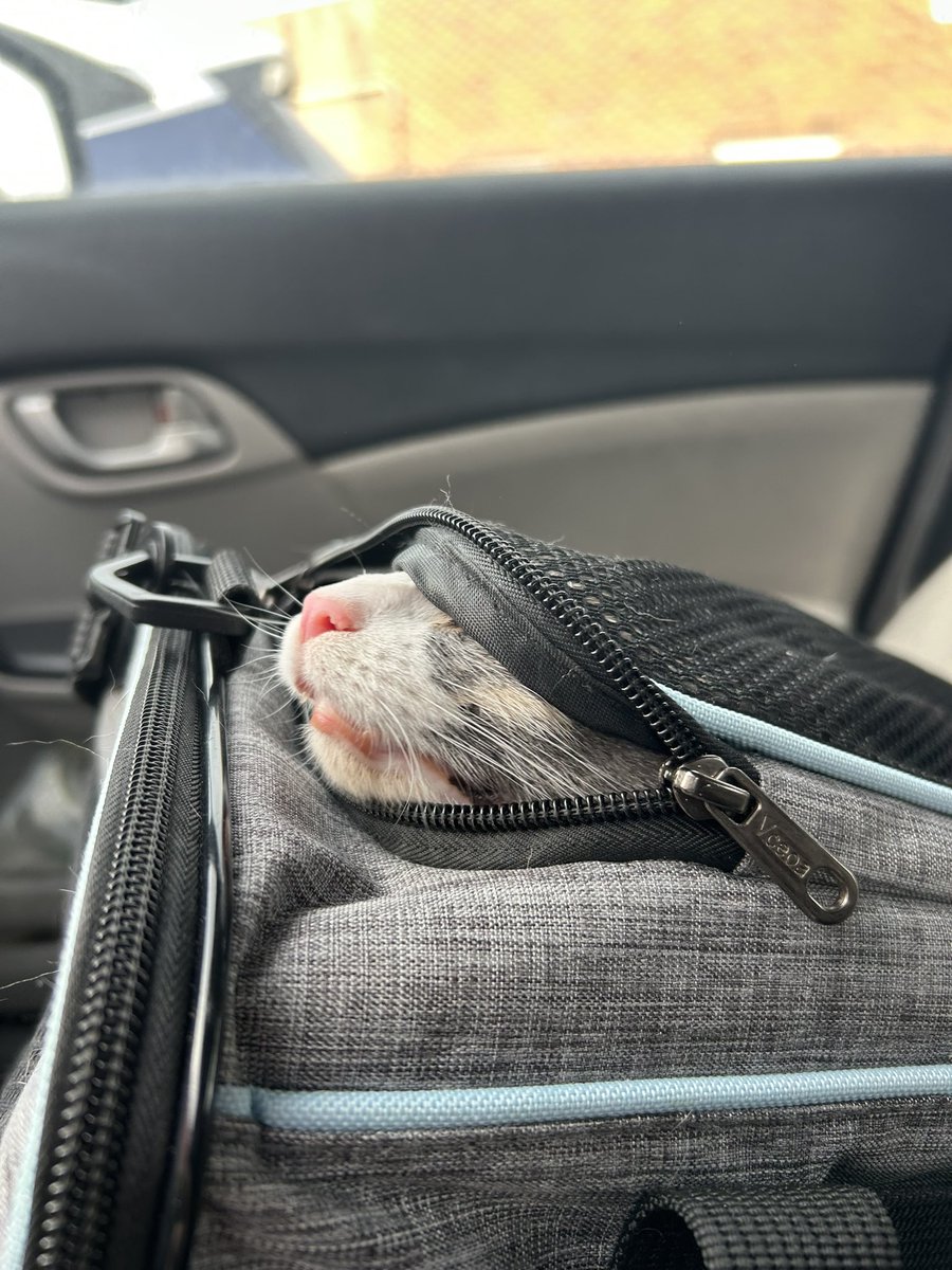 oreoeocat's tweet image. Monkey made some new friends during her monthly vet visit