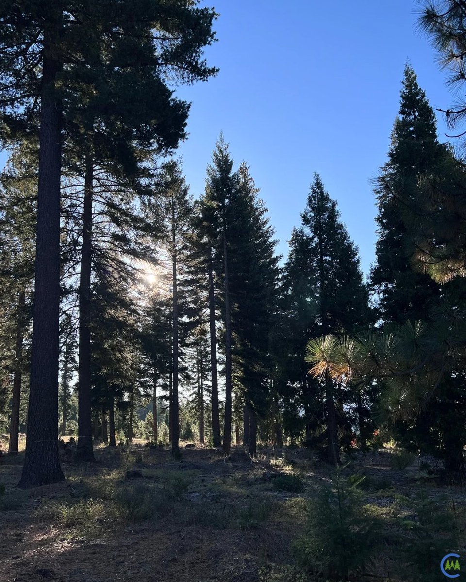 California Forestry Association tweet media