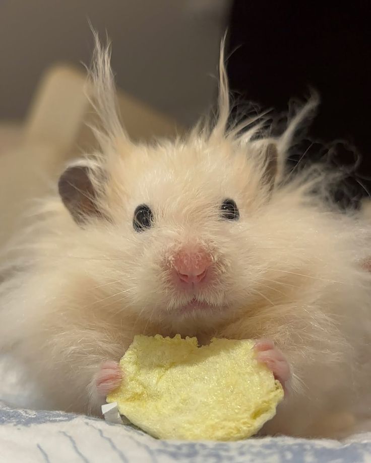 Hamsterie's tweet photo. https://t.co/qFxTKokJDJ